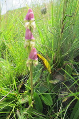 Disperis stenoplectron
