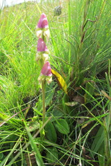 Disperis stenoplectron