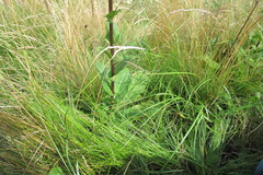 Alepidea cordifolia