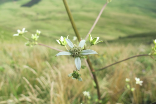 Image of Alepidea cordifolia by (c) James Deacon, some rights reserved (CC BY-SA)