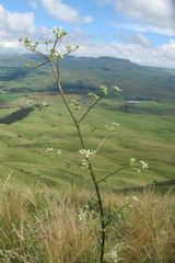 Alepidea cordifolia
