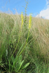 Kniphofia angustifolia