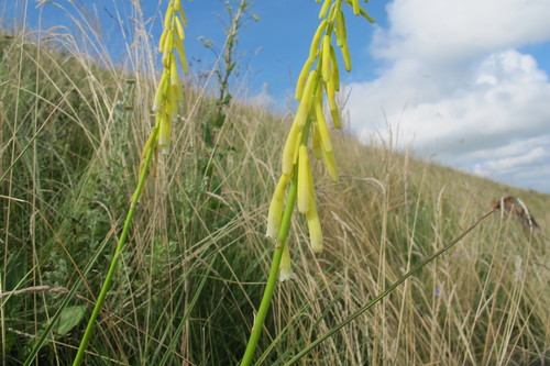 Image of Kniphofia angustifolia by (c) James Deacon, some rights reserved (CC BY-SA)