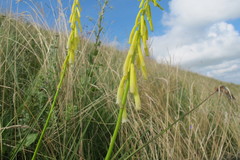 Kniphofia angustifolia
