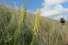 Kniphofia angustifolia