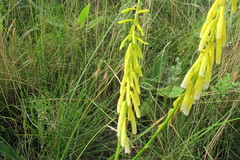 Kniphofia angustifolia