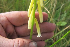 Kniphofia angustifolia