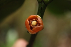 Garcinia