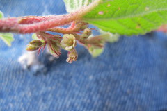 Hermannia oligosperma