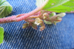 Hermannia oligosperma