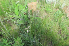 Trachyandra gerrardii