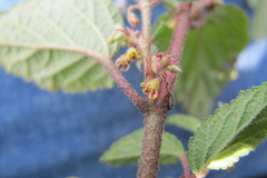 Hermannia oligosperma