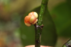 Garcinia