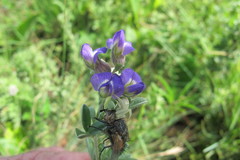 Lotononis lotononoides