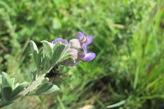 Lotononis lotononoides