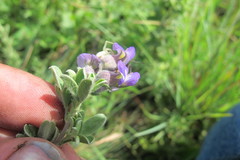 Lotononis lotononoides