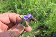 Lotononis lotononoides