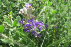 Lotononis lotononoides