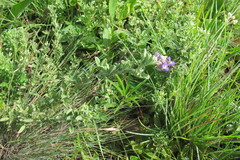 Lotononis lotononoides