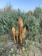 Orobanche densiflora