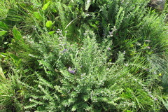 Lotononis lotononoides