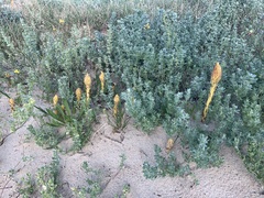 Orobanche densiflora