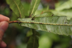 Actinodaphne