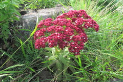 Crassula alba