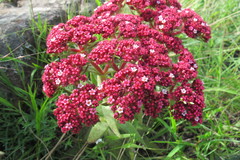 Crassula alba
