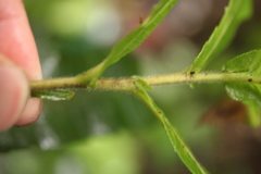 Actinodaphne