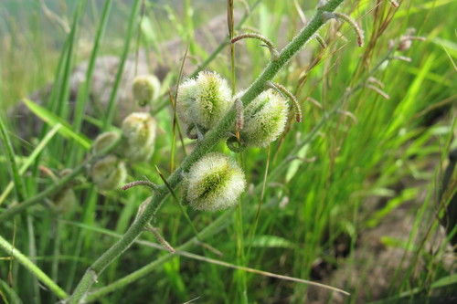 Trachyandra gerrardii