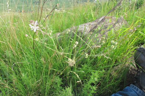 Trachyandra gerrardii