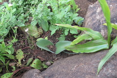 Haemanthus humilis