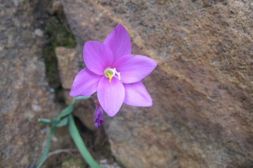Image of Hesperantha scopulosa by (c) James Deacon, some rights reserved (CC BY-SA)
