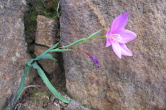 Hesperantha scopulosa