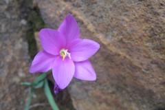 Hesperantha scopulosa