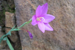 Hesperantha scopulosa