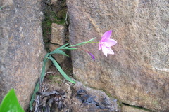 Hesperantha scopulosa