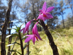 Dendrobium hasseltii