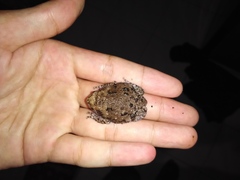 Kaloula baleata