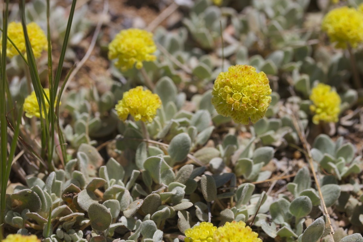 Eriogonum diclinum