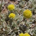 Eriogonum diclinum - Photo (c) Brent Miller, algunos derechos reservados (CC BY-NC-ND)