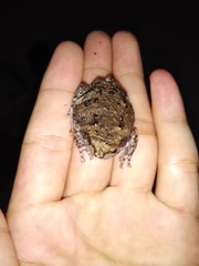 Kaloula baleata