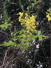 Erythrostemon mexicanus