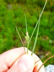 Carex extensa