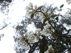 Viburnum furcatum