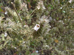 Lepidagathis cuspidata