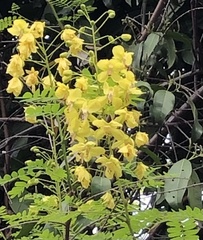 Erythrostemon mexicanus