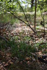 Gypsophila fastigiata