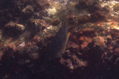 Plectroglyphidodon gascoynei